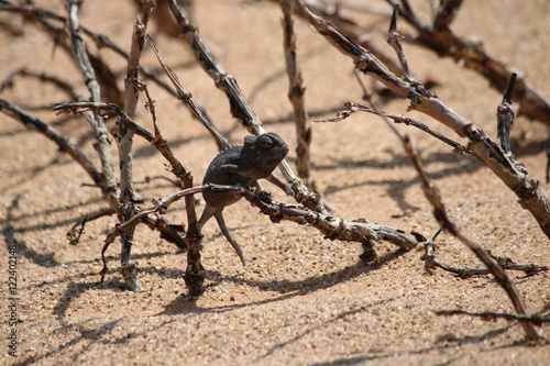 Namaqua chameleon- Chamaeleo namaquensis - wüstenchamäleon - lizard in namibia © Robert Windbiel