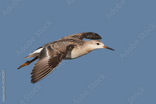 Ruff  Philomachus pugnax 