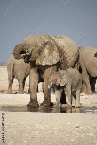 Elephants in Namibia - animals in the african desert - mother with elephant calf