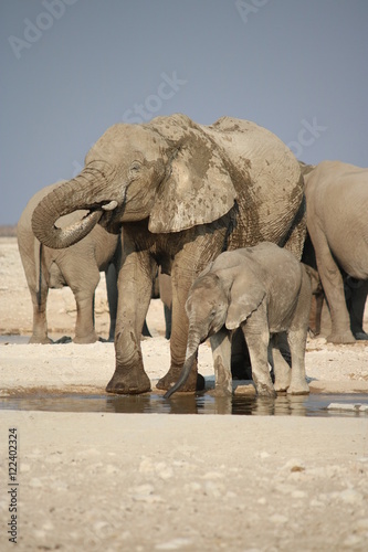 Elephants in Namibia - animals in the african desert - mother with elephant calf