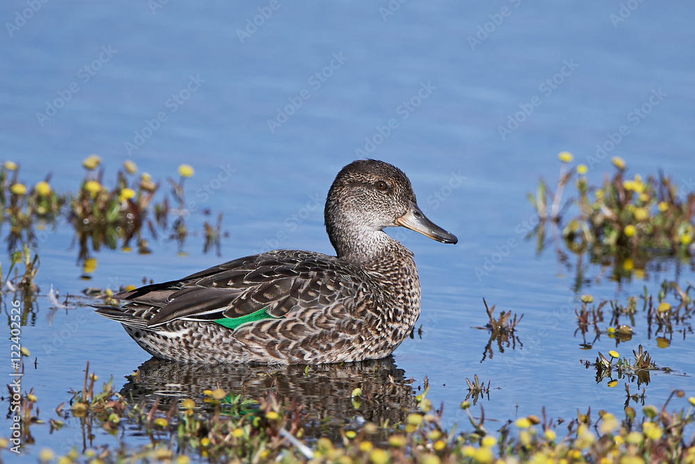 Fototapeta premium Eurasian teal (Anas crecca)
