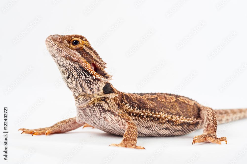 Obraz premium one agama bearded on white background.reptile close-up.