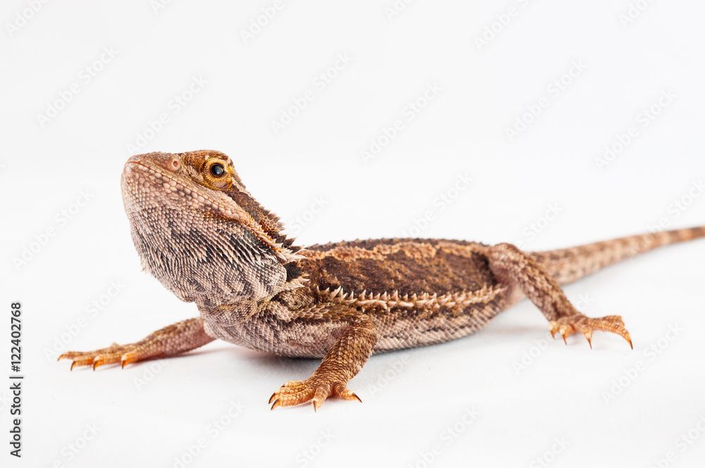 Naklejka premium one agama bearded on white background.reptile close-up.