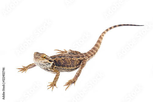 one agama bearded on white background.reptile close-up.