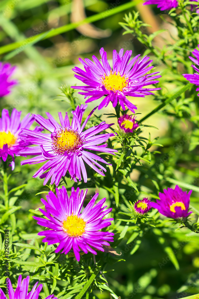 The cushion Aster (Aster dumosus) The cushion Aster (Aster dumosus)