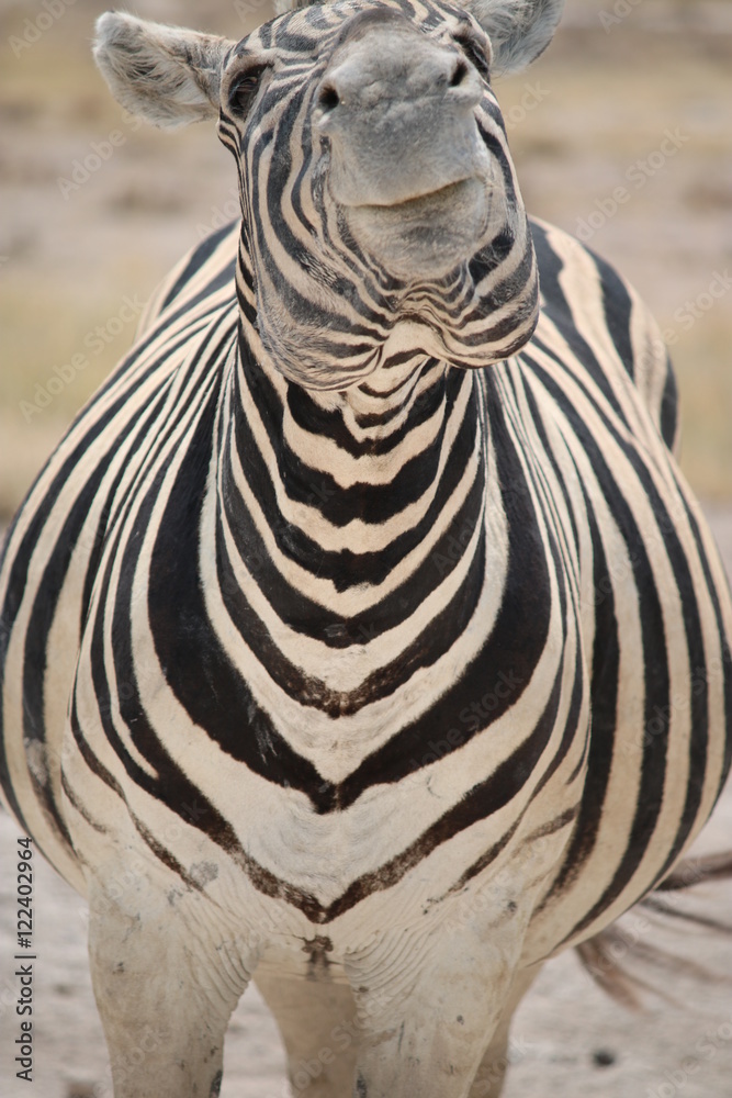 Naklejka premium Zebra in Namibia - animals in the african desert - smiling - lächelnd