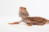 one agama bearded on white background.reptile close-up.