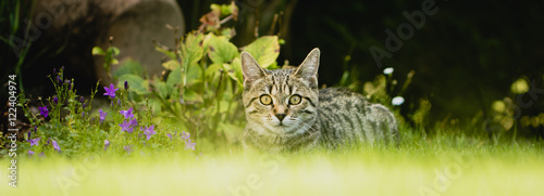 Wachsame Tieger Katze im Garten photo