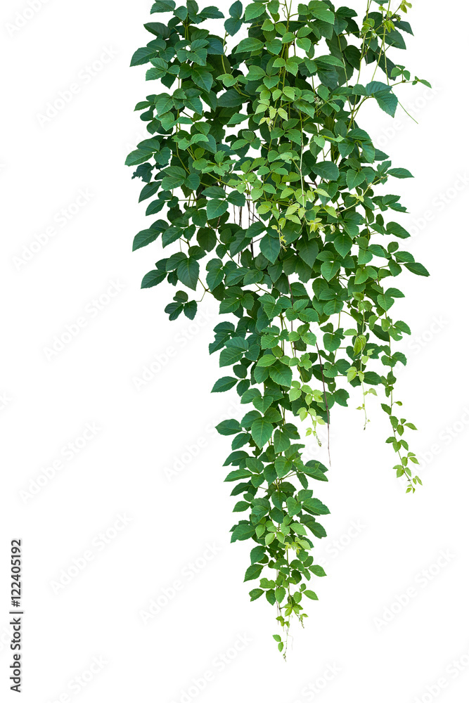 Wild climbing vine hanging plant, Bush grape ivy or Cayratia trifolia