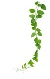 Heart shaped green leaves hanging vines liana plant isolated on white background, clipping path included.