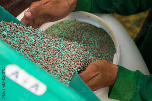 Farmer apply chemical fertilizer in rice field