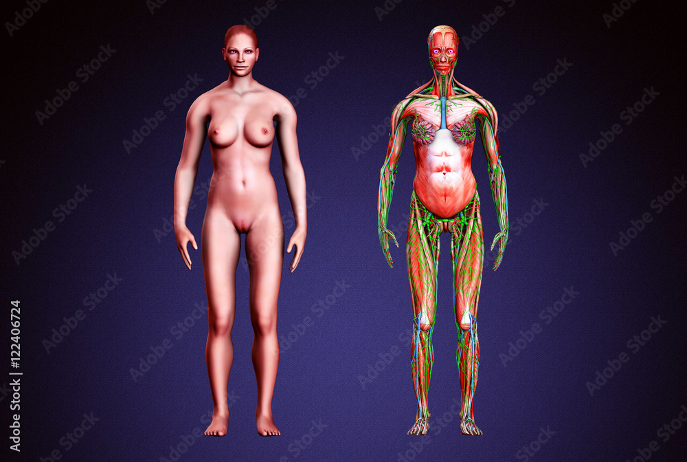 female human body anatomy female human body anatomy