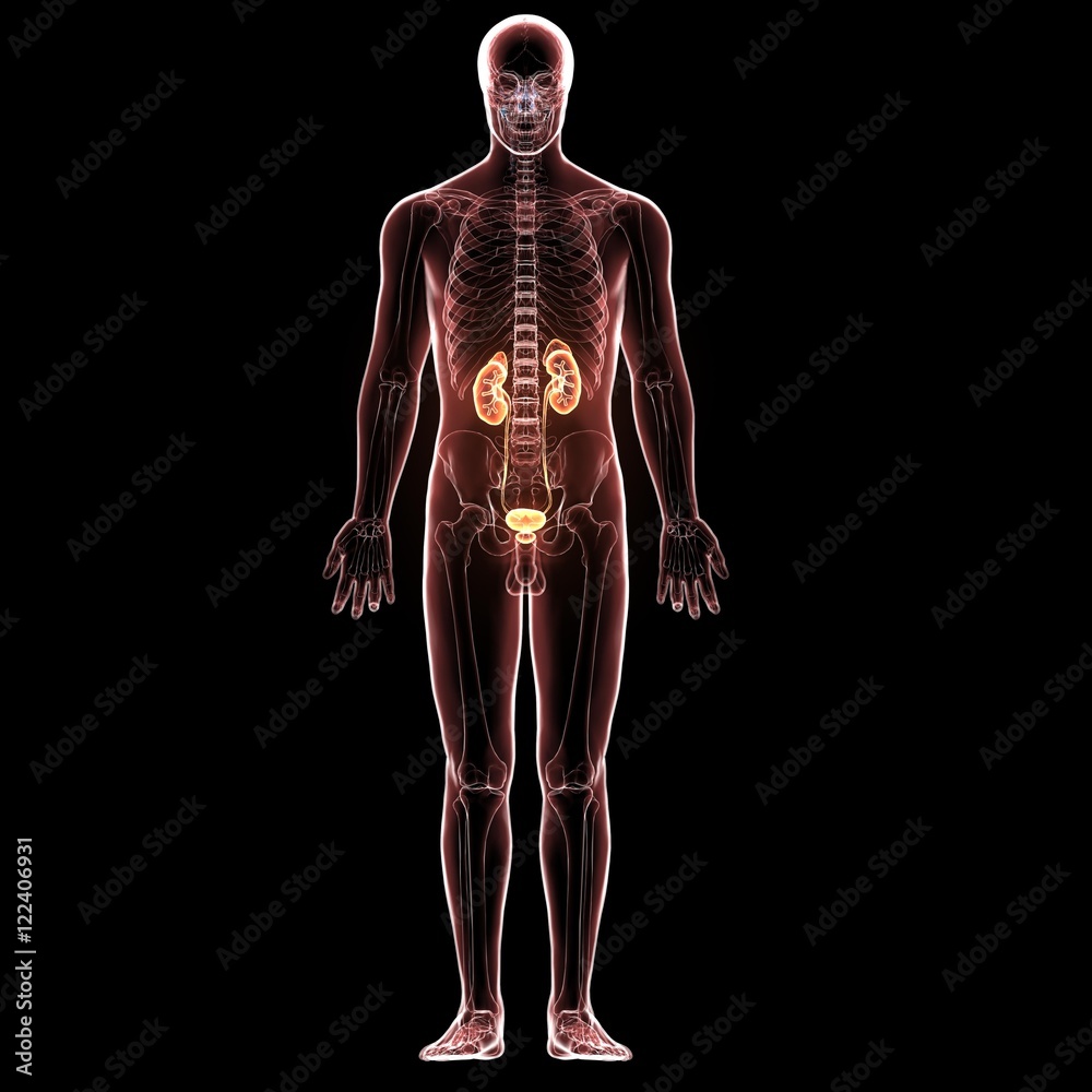 Female Body Organs (Kidneys and Uterus) Anatomy. 3D