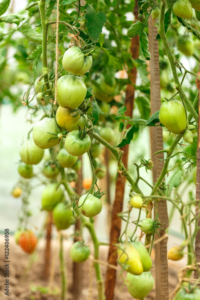 Fresh tomato bushes in greenhouse Fresh tomato bushes in greenhouse
