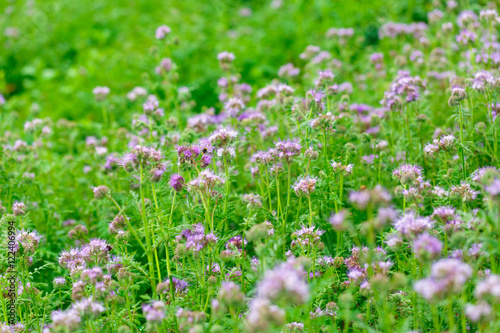 Summer flowers outdoors in the meadow