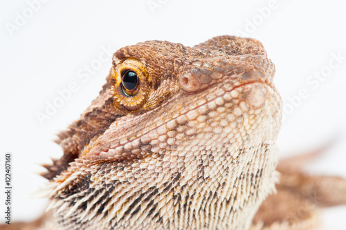 one agama bearded on white background.reptile close-up.