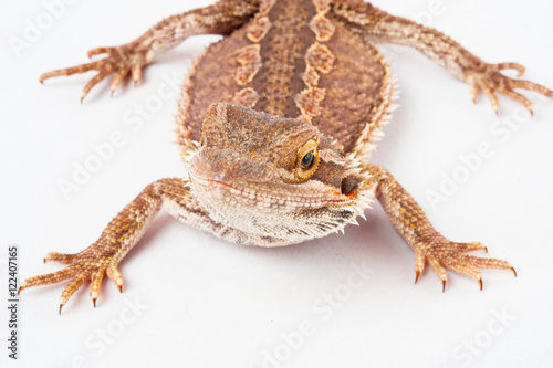 one agama bearded on white background.reptile close-up.