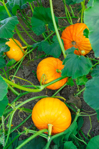 Young pumpkin growing in the garden