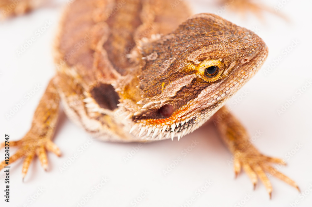 Naklejka premium one agama bearded on white background.reptile close-up.