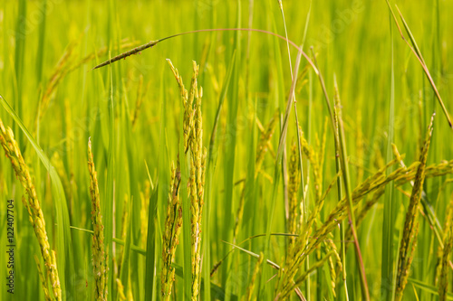 Beautiful rice fields, Paddy fields
