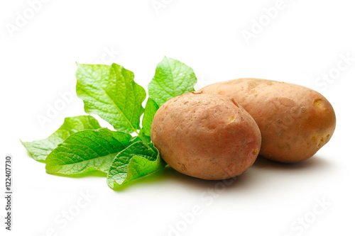 Fresh whole potatoes with green haulm