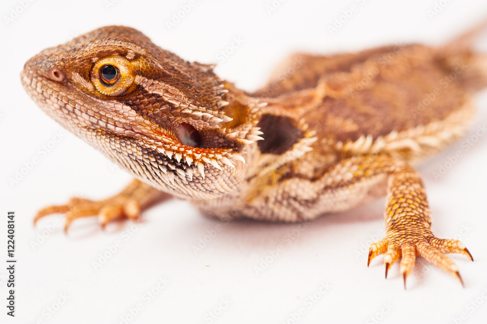 Obraz premium one agama bearded on white background.reptile close-up.