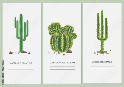 Business cards set with a cactus design. photo