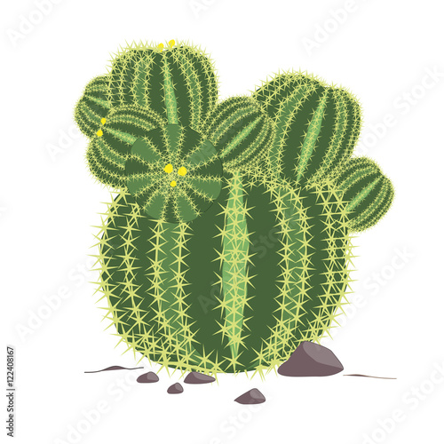 Echinocactus grusonii vector. Cactus illustration