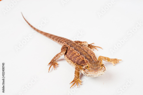 one agama bearded on white background.reptile close-up. photo