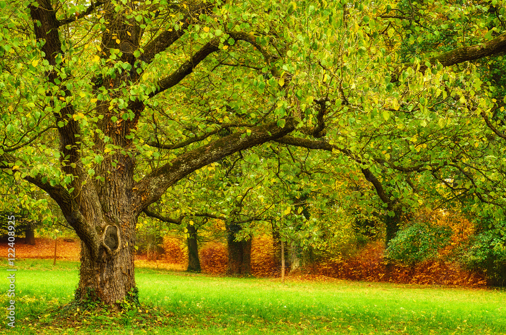 Autumn park with gorgeous green tree and meadow , natural seasonal background