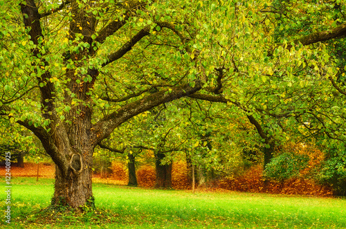 Autumn park with gorgeous green tree and meadow , natural seasonal background