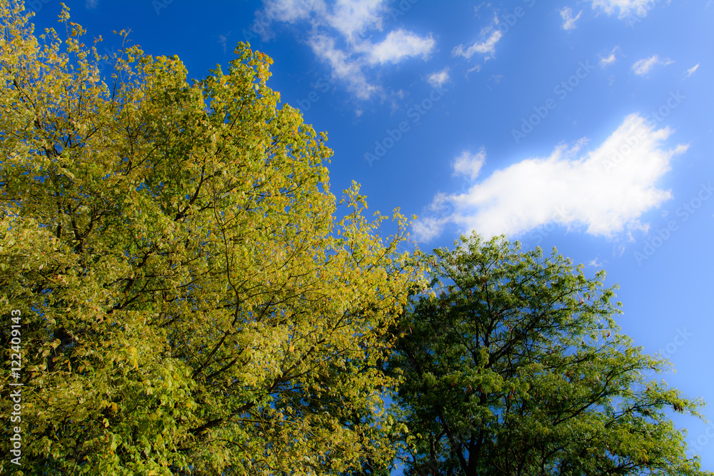 Farben im Herbst im Baum und Laub