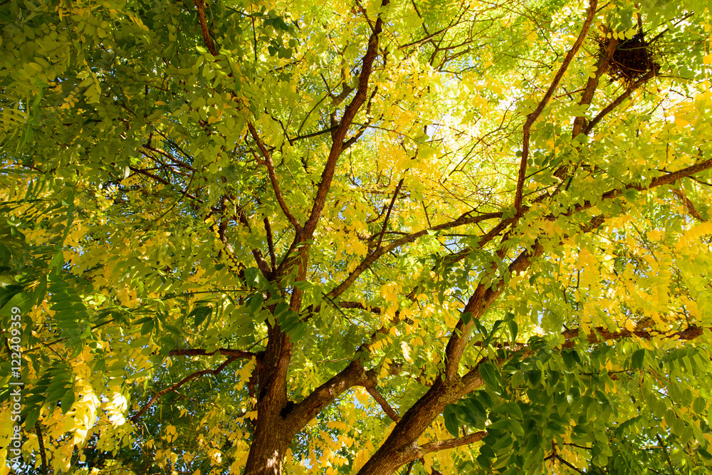 Farben im Herbst im Baum und Laub Farben im Herbst im Baum und Laub