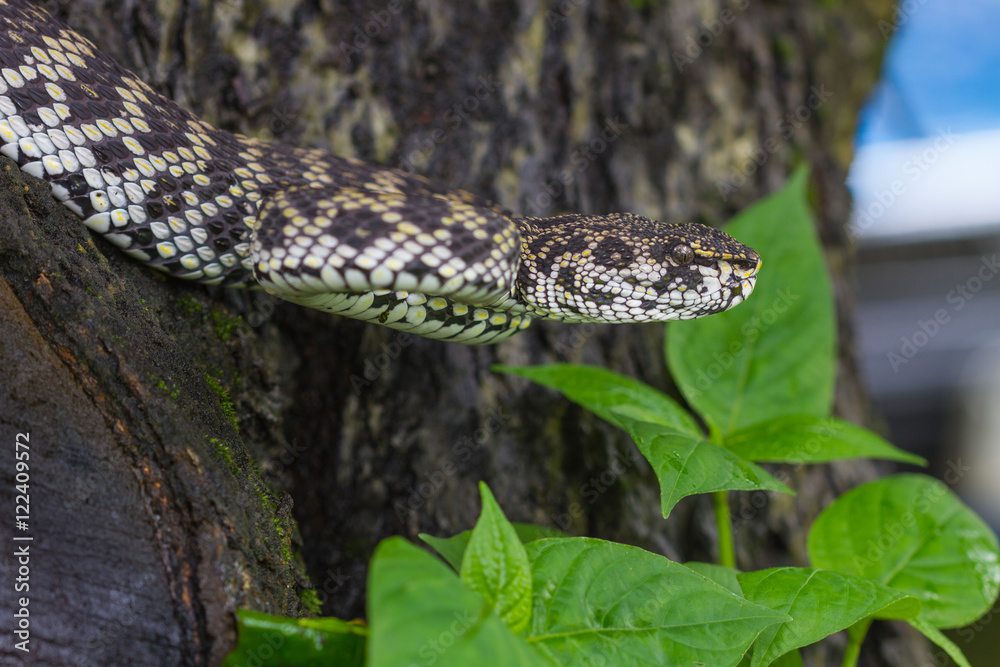 Fototapeta premium Close up of Mangrove Pitviper snake