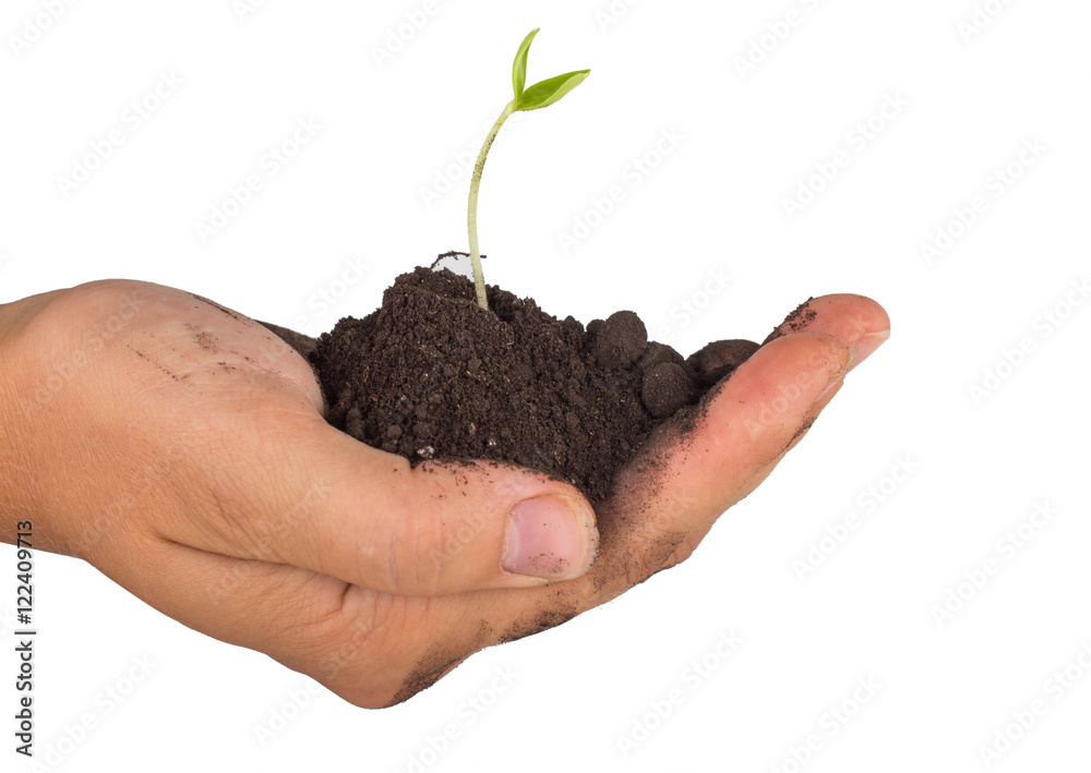Hands holding a handful of soil from the middle germ. Ecology. On white, isolated background. Hands holding a handful of soil from the middle germ. Ecology. On white, isolated background.