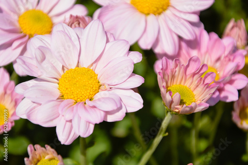 Chrysanthemum