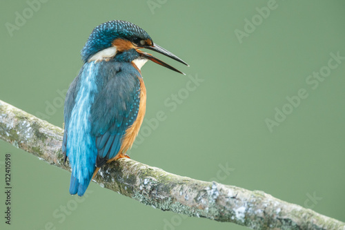 Kingfisher on a twig with a green background