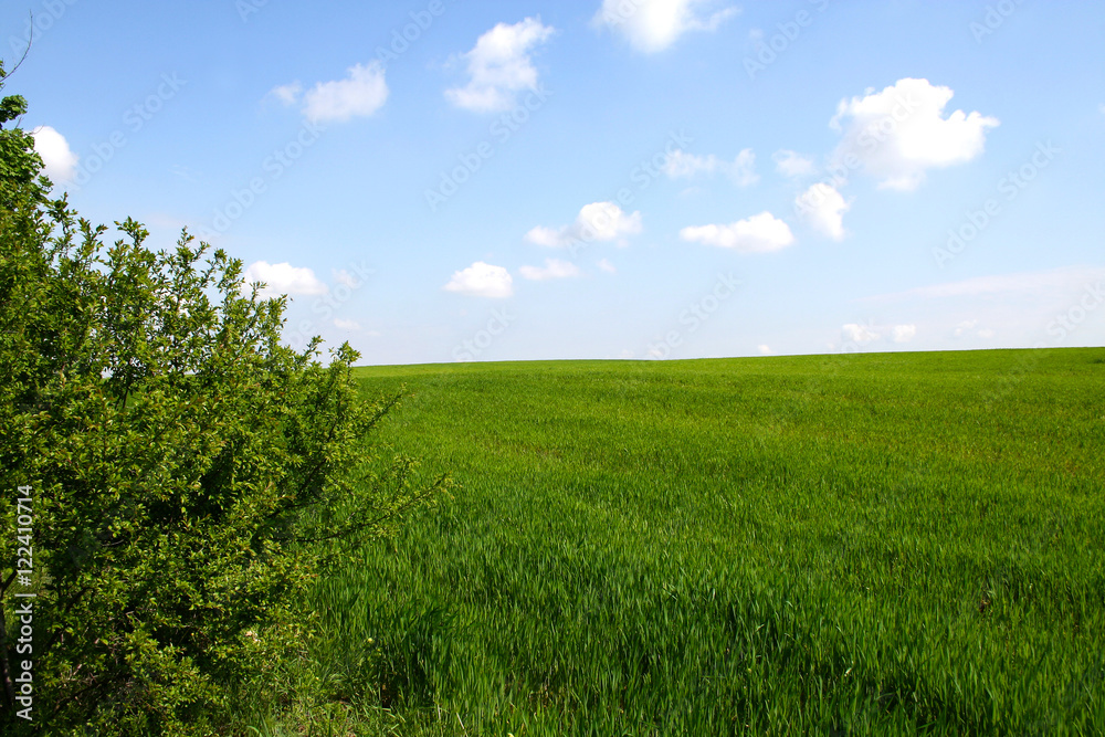 Green grass meadow and sky.