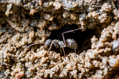 An ant carrying dirts