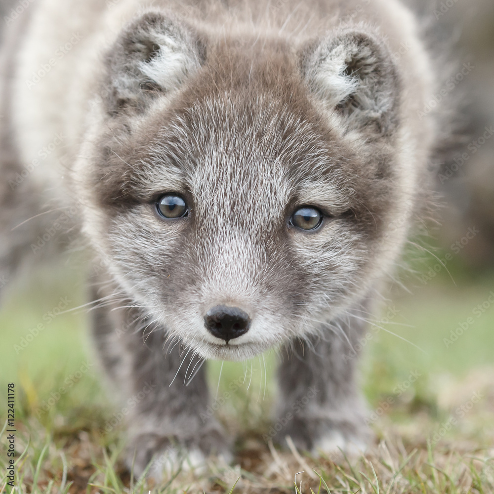 Playful arctic fox cub of 6weeks old
Playful arctic fox cub of 6weeks old