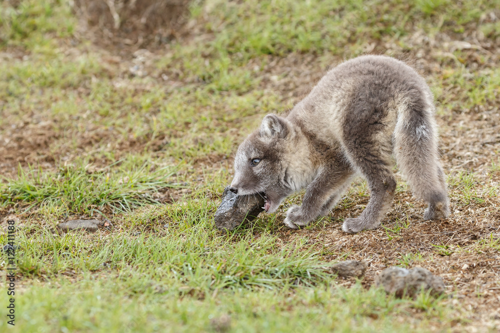 Playful arctic fox cub of 6weeks old
Playful arctic fox cub of 6weeks old