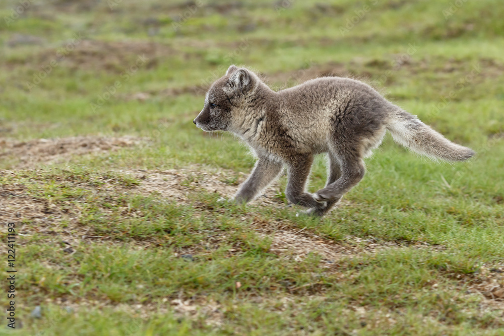 Naklejka premium Playful arctic fox cub of 6weeks old