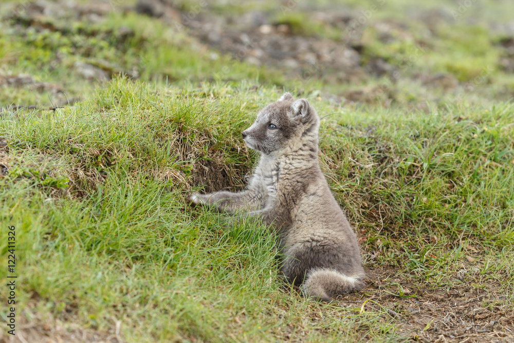 Fototapeta premium Playful arctic fox cub of 6weeks old