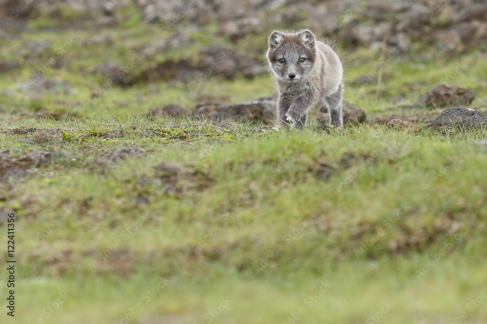 Obraz premium Playful arctic fox cub of 6weeks old 