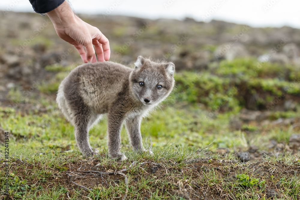 Naklejka premium Playful arctic fox cub of 6weeks old 