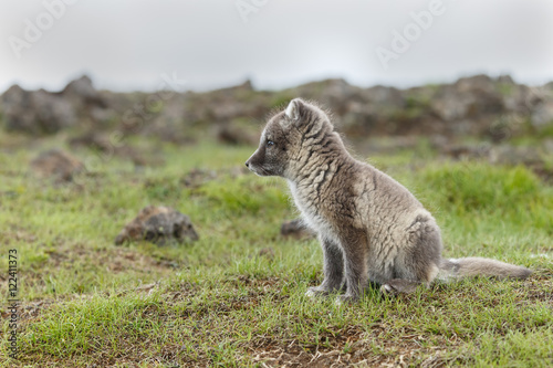 Playful arctic fox cub of 6weeks old
 photo