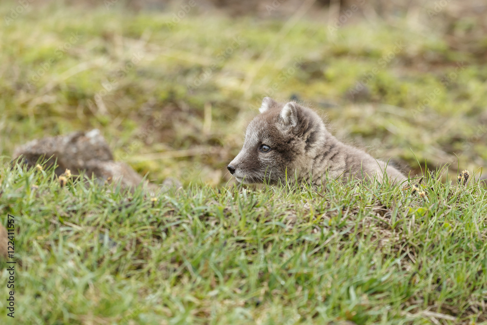 Playful Arctic fox cub in the mountains of Iceland Playful Arctic fox cub in the mountains of Iceland