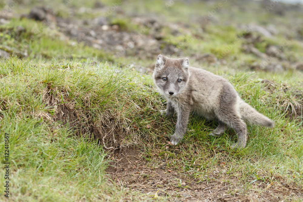 Playful Arctic fox cub in the mountains of Iceland Playful Arctic fox cub in the mountains of Iceland
