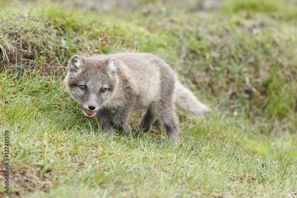 Naklejka premium Playful Arctic fox cub in the mountains of Iceland