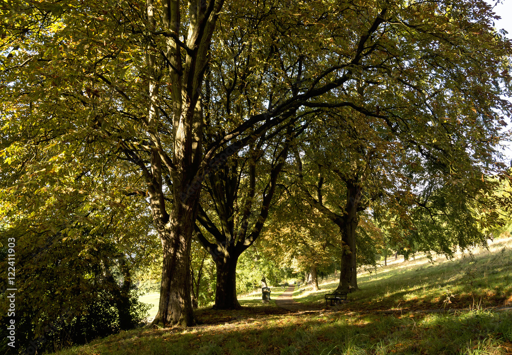 Park in Autumn